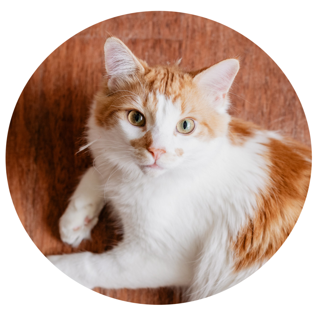 Tarif ostéopathie chat & chaton