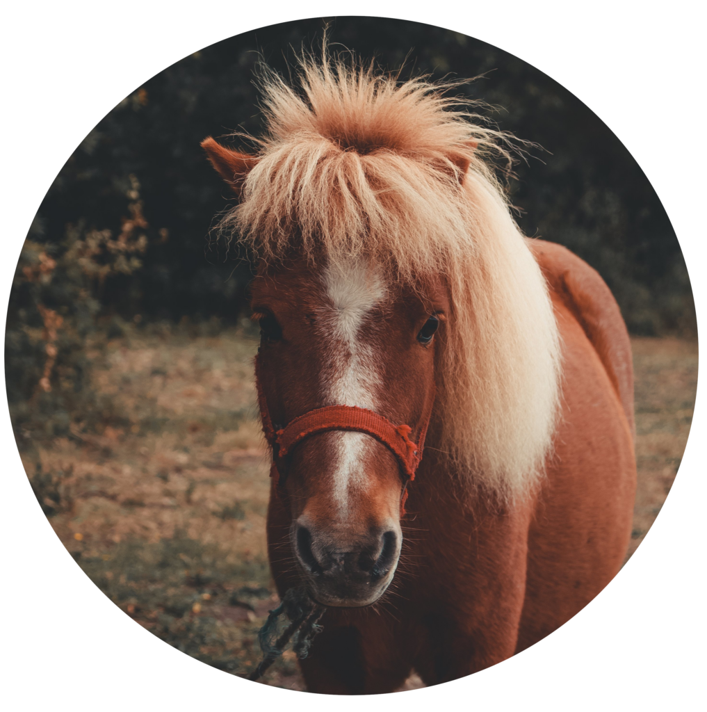 Tarif ostéopathie cheval, poney, poulain