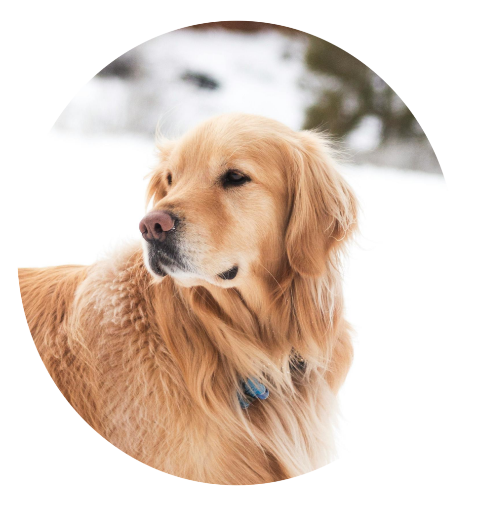 Tarif ostéopathie chien & chiot