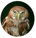 Ostéopathie animaux sauvages, félins, canidés, oiseaux, petits mammifères etc ...