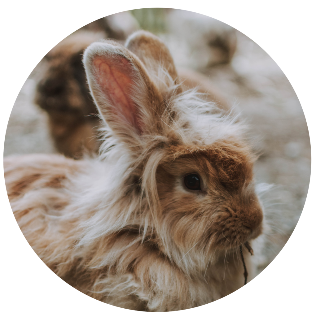 Tarifs ostéopathie NAC : volailles, poules, oies, lapins, serpents, cochons d'inde, hamster, reptiles, tortue, pogona, rat, furet ...