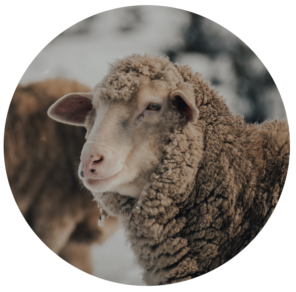 Tarifs ostéopathie ovins, caprins, suidés, camélidés, cochons, moutons, chèvres, chameaux, lamas ...