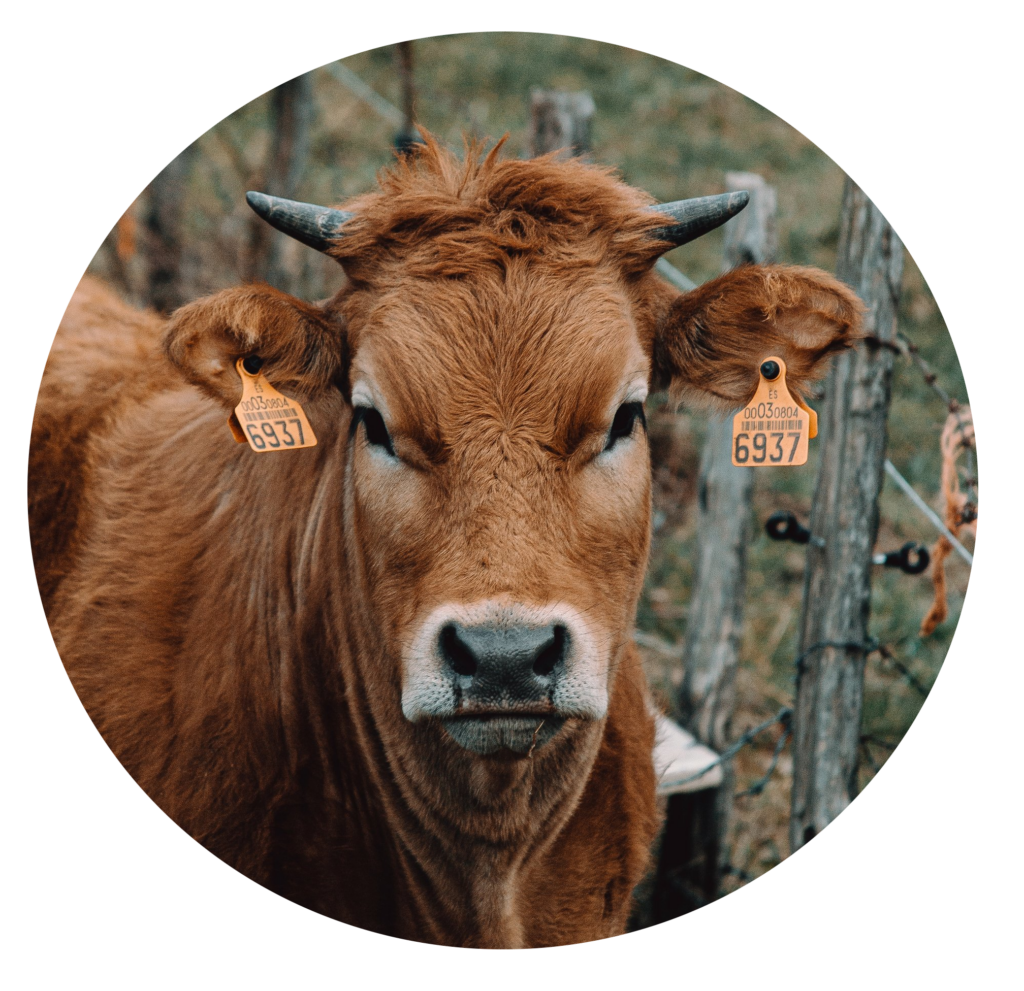 Tarif ostéopathie vache, bovins, taureau, veau