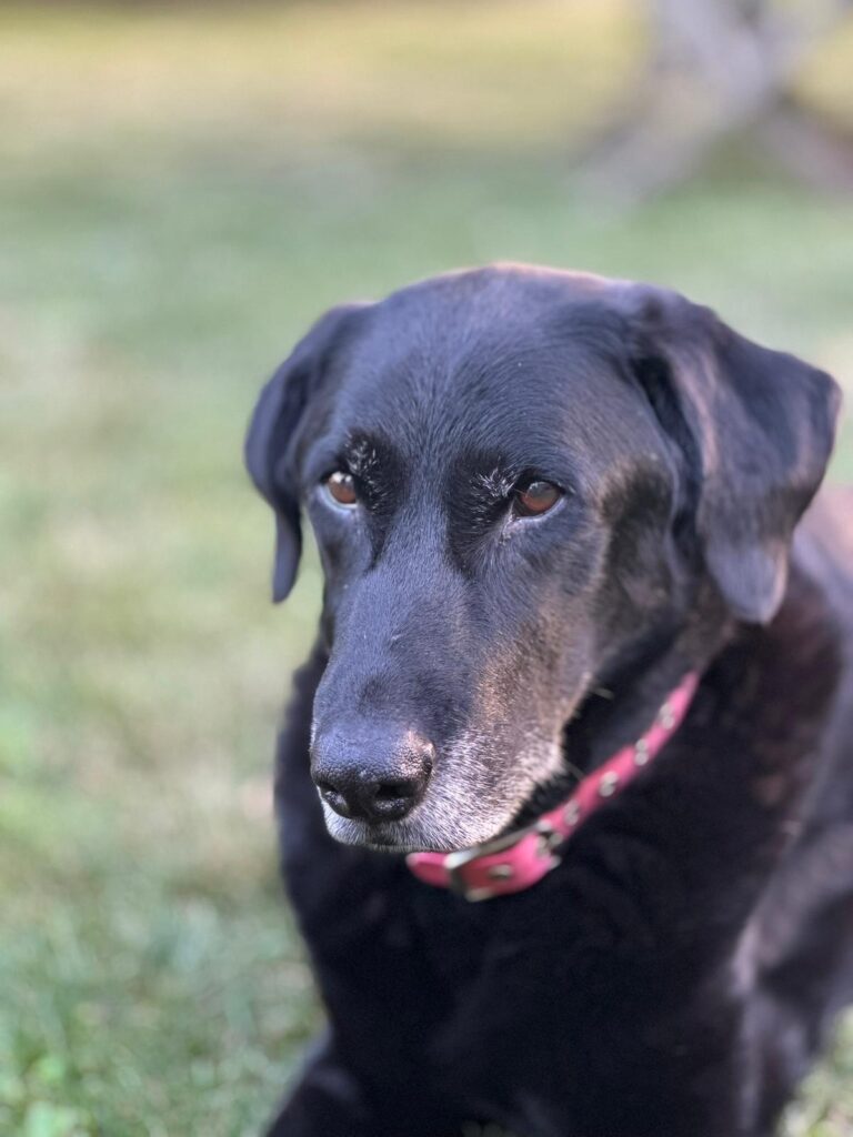 Chien ostéopathie animale nord valenciennes lille mons dour parésie