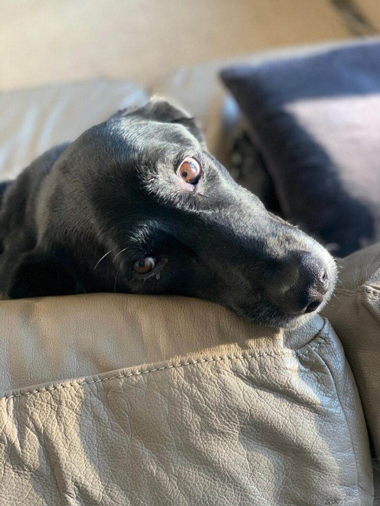 Chien ostéopathie animale nord valenciennes lille mons dour parésie