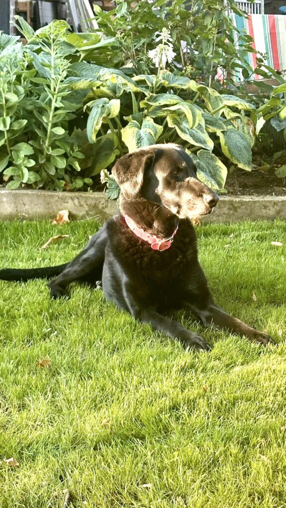 Chien ostéopathie animale nord valenciennes lille mons dour parésie